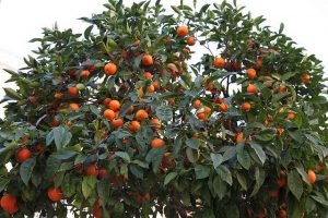 arboles-frutales