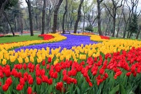 ▷Aprende a plantar y cuidar los tulipanes de tu jardín 