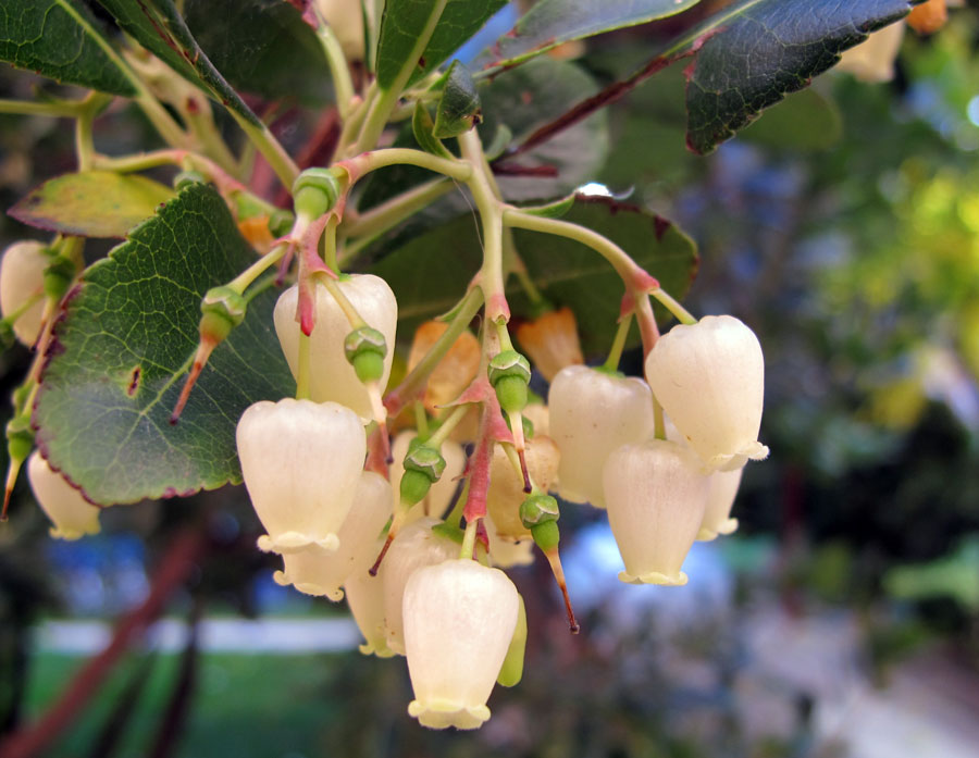 ≫ Madroño (Arbutus unedo). Cuidados, plantación y usos | Como-plantar.org