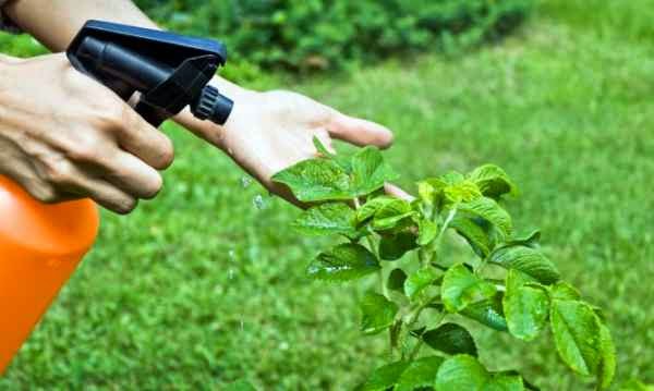 ≫ 14 maneras naturales de controlar las plagas de jardín | Como-plantar.org