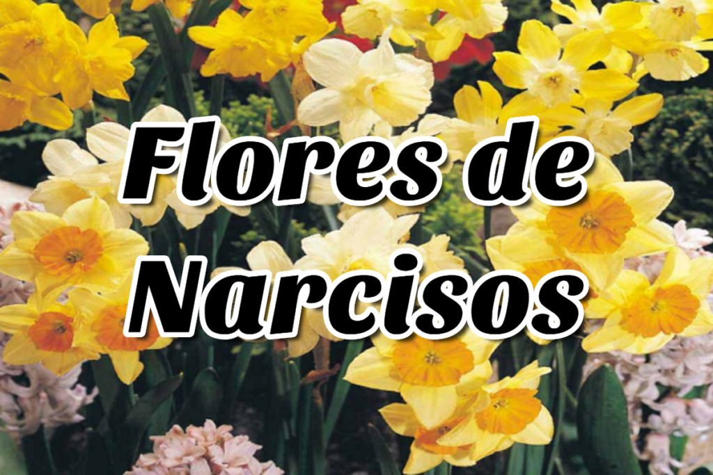 Narcisos Cuidados y plantación