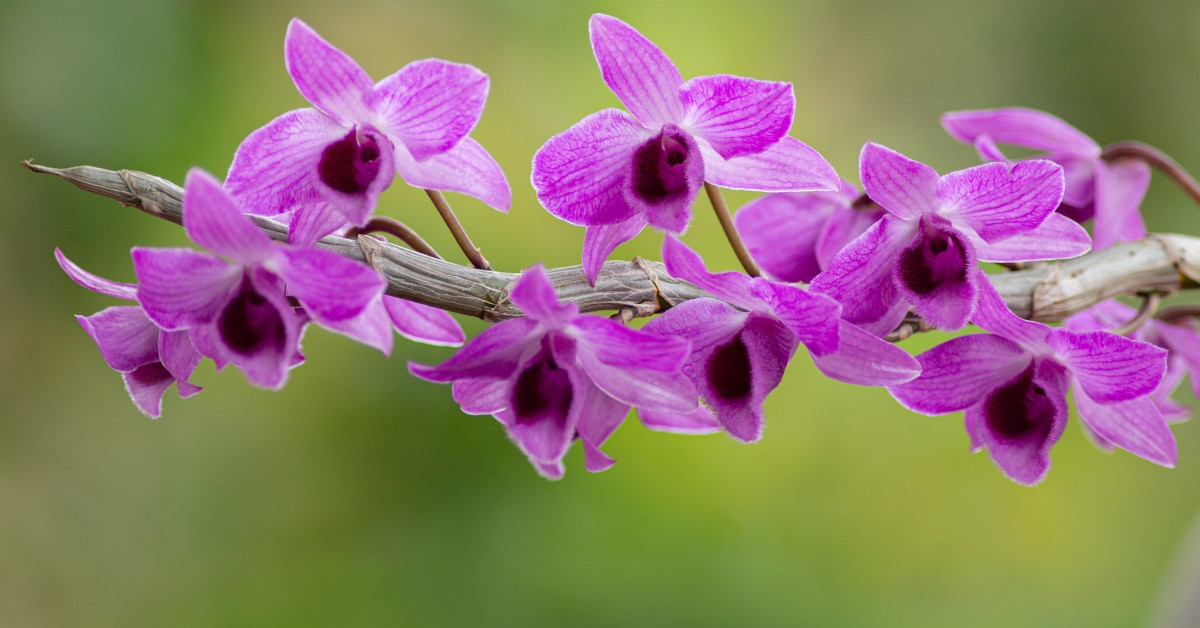 ≫ Orquídeas, tipos, cuidados y trasplante 