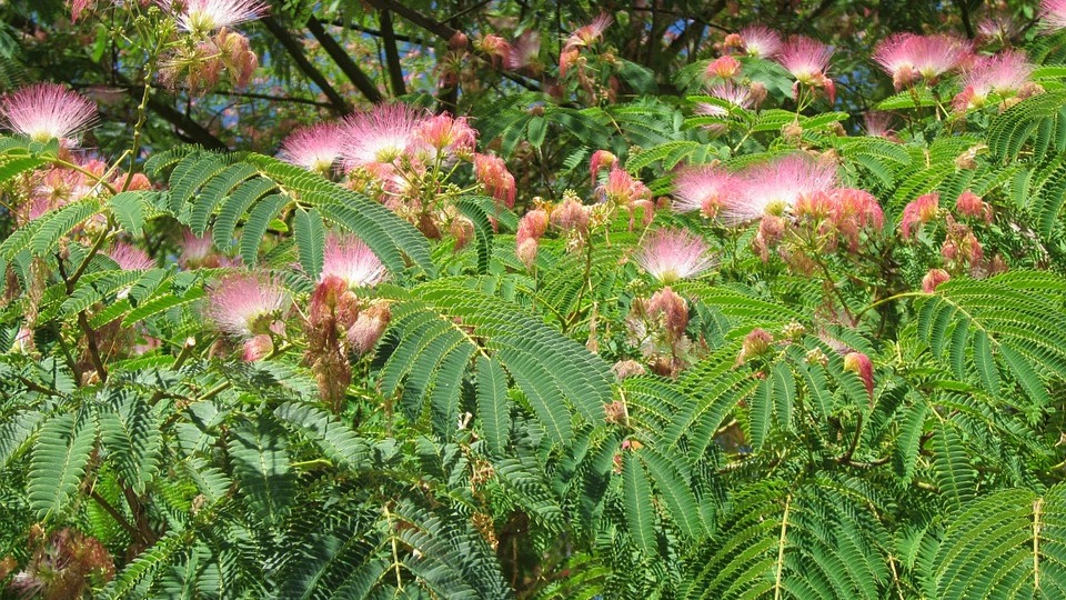 &Aacute;rbol De La Seda Albizia Julibrissin Acacia Constantinopla